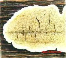 Протомерулиус кариевый – Красная книга ЛО – кратко описание, фото