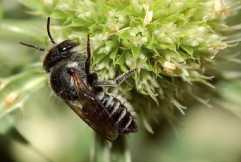 Люцерновая  пчела-листорез – Красная книга ВО – кратко описание, фото