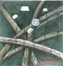 Маразмиус болотный – Красная книга ЛО – кратко описание, фото