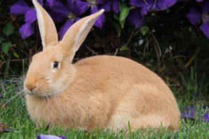 Кролик- краткое описание и фото - для детей
