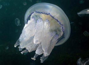Ризостома (корнерот),медуза-крестовичок- краткое описание и фото - для детей