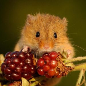 Мышь-малютка- краткое описание и фото - для детей