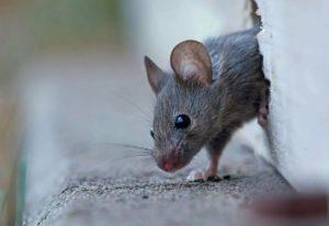 Домовая мышь- краткое описание и фото - для детей