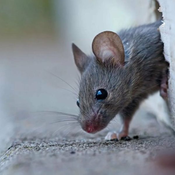 Домовая мышь- краткое описание и фото - для детей