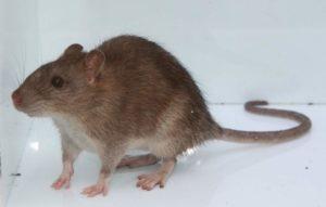 Серая крыса или пасюк- краткое описание и фото - для детей