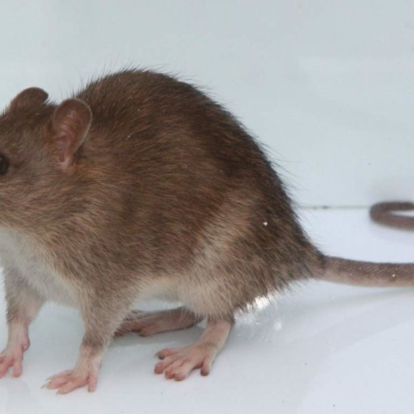 Серая крыса или пасюк- краткое описание и фото - для детей