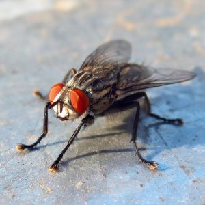 Комнатная муха- краткое описание и фото - для детей