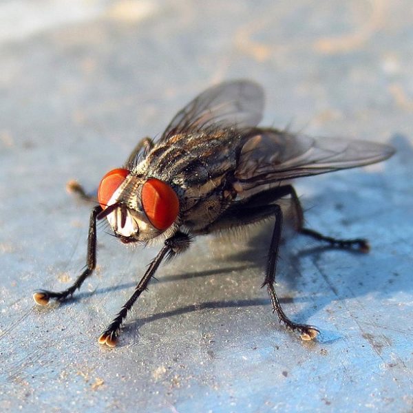 Комнатная муха- краткое описание и фото - для детей