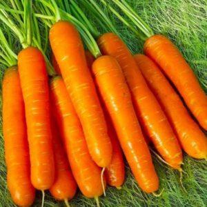 Морковь - краткое описание и фото для детей