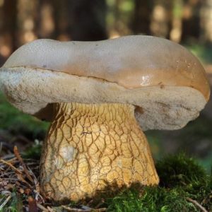 Желчный гриб - краткое описание и фото для детей