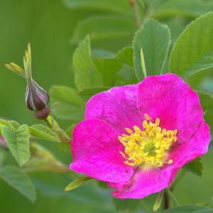 Шиповник; роза майская или коричная - краткое описание и фото - для детей