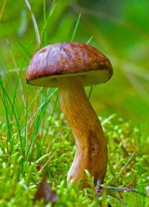 Польский гриб - краткое описание и фото для детей