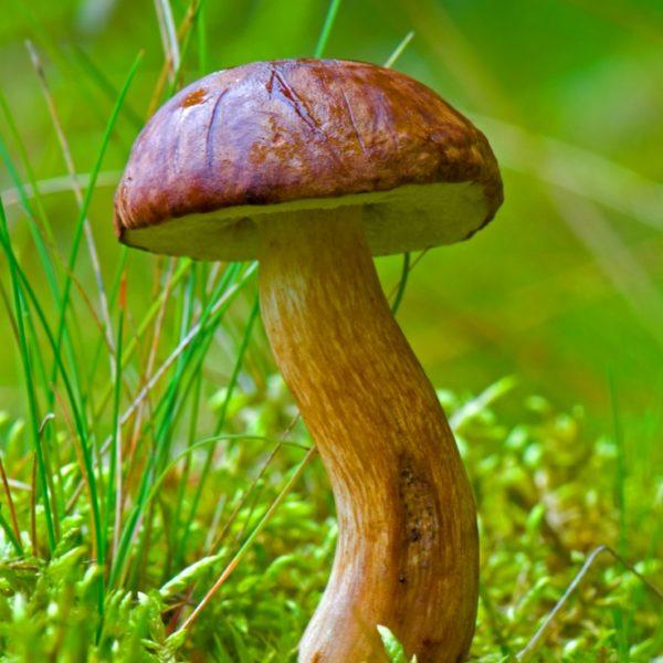Польский гриб - краткое описание и фото для детей