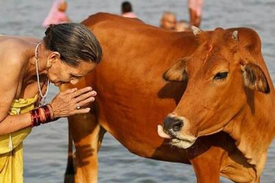 Корова – священное животное в Индии