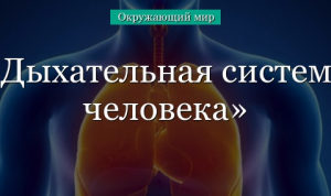 Дыхательная система человека (3 класс, окружающий мир) в кратком изложении