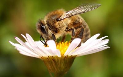 Пчелы – главные опылители