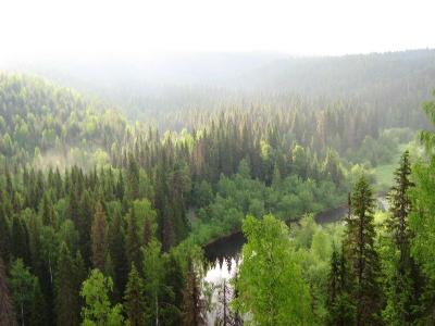 Лесные массивы – это «легкие» нашей планеты