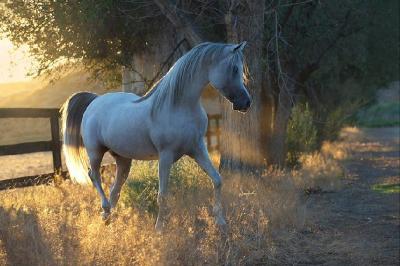 Лошади – верные помощники человека