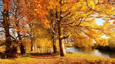 Осенний наряд деревьев