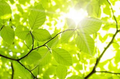 Фотосинтез происходит в листьях