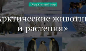 Арктические животные и растения для детей кратко (4 класс, окружающий мир) в кратком изложении